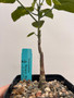 Adenia monadelpha 5" Pot B