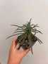 Euphorbia bubalina 3.5" Pot 