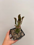 Euphorbia royleana 5" Pot C