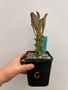 Euphorbia royleana 5" Pot C