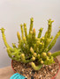 Monadenium ellenbeckii 6' Pot