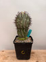 Euphorbia horrida 6" Pot C