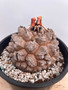 Dioscorea elephantipes 3 Gallon Pot 2
