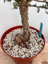 Operculicarya decaryi 8" Pot 1