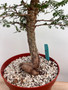 Operculicarya decaryi 8" Pot 1