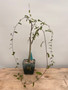 Adenia olabohensis 4" Pot A1