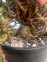Trichodiadema bulbosum 1 Gallon Pot 
