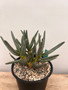 Aloe ramosissima 1 Gallon Pot C