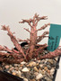 Euphorbia platyclada 5" Pot