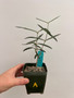 Fockea angustifolia 3.5" Pot A