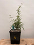 Fockea angustifolia 6" Pot A