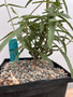 Fockea angustifolia 6" Pot A