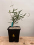 Fockea angustifolia 6" Pot B