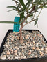Fockea angustifolia 6" Pot B