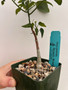 Adenia monadelpha 3.5" Pot A