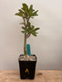 Adenium swazicum 5" Pot A