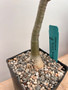 Adenium swazicum 5" Pot A