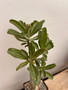 Adenium swazicum 5" Pot A