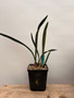 Oecoclades calcarata 6" Pot A - Desert Orchid!