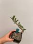 Sesamothamnus lugardii 3.5" Pot C