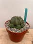 Euphorbia meloformis hybrid 6" Pot 