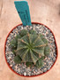 Euphorbia meloformis hybrid 6" Pot 