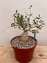 Fockea crispa 8" Pot 