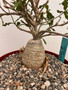 Fockea crispa 8" Pot 
