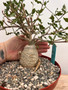 Fockea crispa 8" Pot 