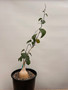 Pyrenacantha malvifolia 2 Gallon Pot