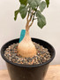 Pyrenacantha malvifolia 2 Gallon Pot
