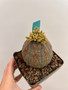 Euphorbia obesa 4" Pot 1