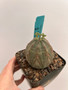 Euphorbia obesa 4" Pot 2