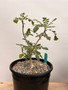 Boswellia sacra 2 Gallon Pot