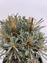 Euphorbia multifolia 1 Gallon Pot A