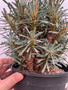 Euphorbia multifolia 1 Gallon Pot A