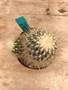 Thelocactus macdowellii 6" Pot
