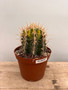 Thelocactus bicolor variegata 6" Pot