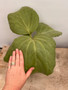 Cyphostemma currorii 10" Pot