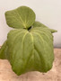 Cyphostemma currorii 10" Pot