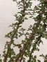 Bursera fagaroides 3 Gallon Pot 1
