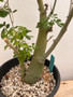 Adenia fruticosa 2 Gallon Pot 