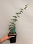 Adenia glauca 5" Pot 1