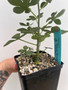 Adenia glauca 5" Pot 1
