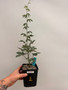 Adenia glauca 5" Pot 2