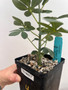 Adenia glauca 5" Pot 4
