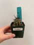 Copiapoa streptocaulon 2" Pot B