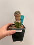 Pelecyphora aselliformis 3.5" Pot 