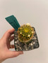 Mammillaria camptotricha 'Bru' 3.5" Pot 