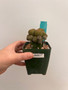 Rubutia scarlet ohara 3.5" Pot 